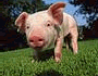 pig